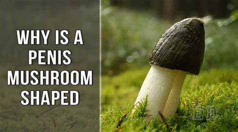 penis mushroom head|Glans Penis Function, Pictures & Definition 